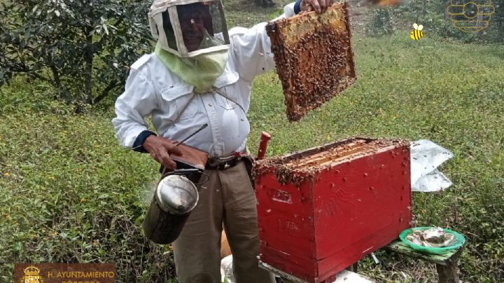 Disminuyen reportes de colmenas y enjambres de abejas en Córdoba