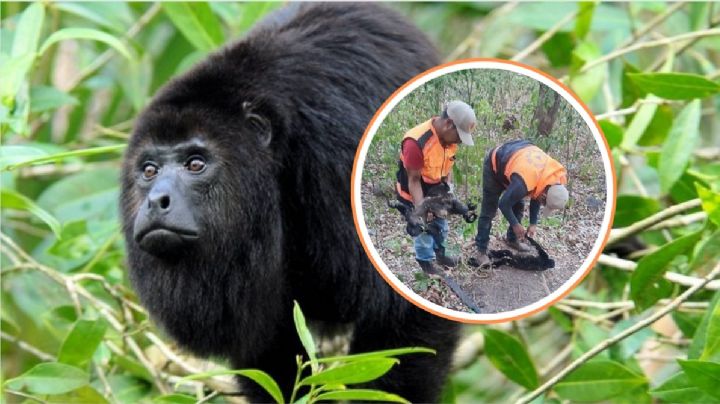 Mueren 9 monos aulladores en el sur de Veracruz por aparente golpe de calor