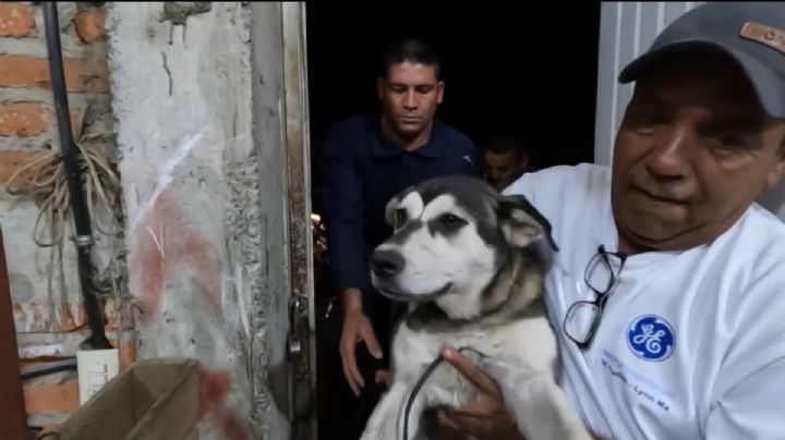 Detienen a agresores de Luna, la perrita arrastrada con una moto en Michoacán | VIDEO