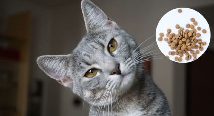 Estas son las croquetas para gatos que no deberías comprar según Profeco