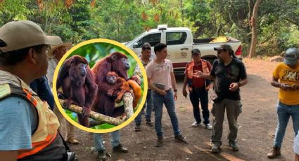 Atienden a monos aulladores sobrevivientes a ola de calor en el sur de Veracruz