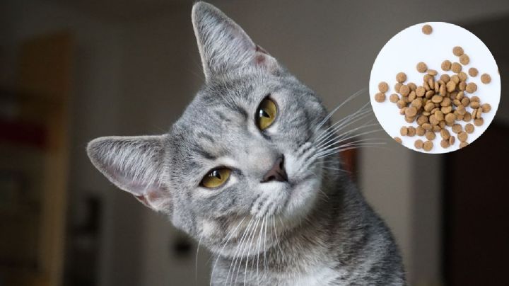 Estas son las croquetas para gatos que no deberías comprar según Profeco