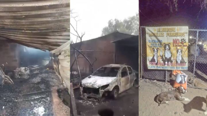 Mueren 19 perritos en albergue de Silao