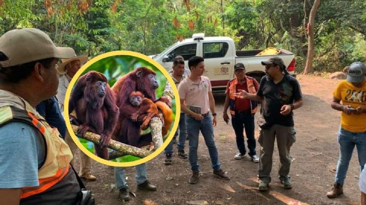 Atienden a monos aulladores sobrevivientes a ola de calor en el sur de Veracruz
