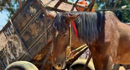 Inicia jubilación de caballos en La Paz; recolectores utilizarán unidades motorizadas