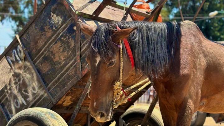 Inicia jubilación de caballos en La Paz; recolectores utilizarán unidades motorizadas