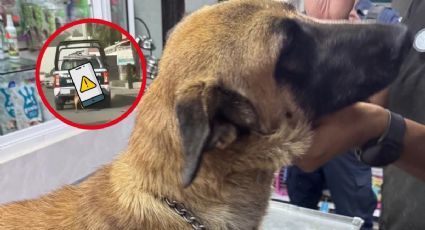 Patrulla que arrastra a perrita fue un accidente; señala Seguridad de Tizayuca