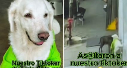 Perro influencer es asaltado por perro de la calle | VIDEO