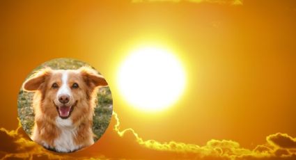 Las 5 razas de perros que son menos propensos a un golpe de calor