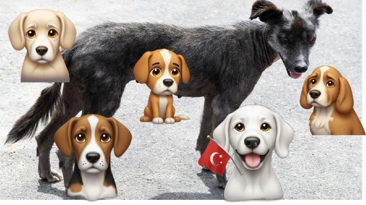 Por este motivo podrían morir millones de perritos en el mundo