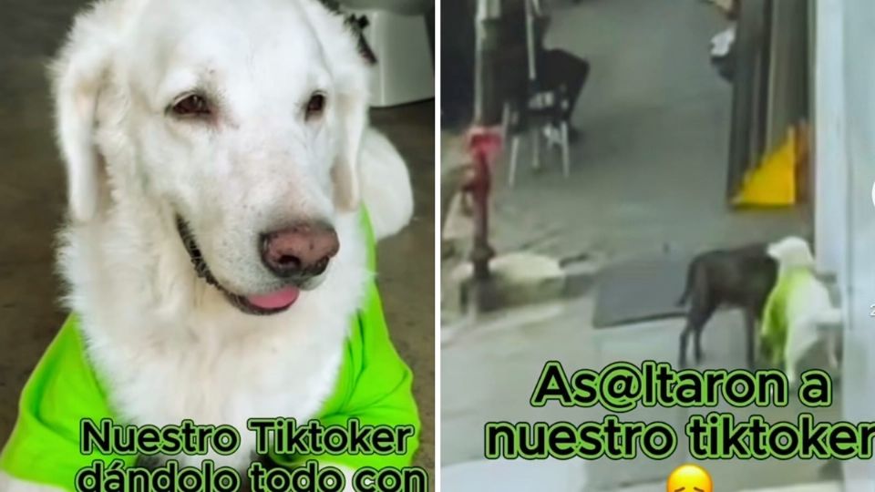 Le robó su camiseta al lomito de la tienda