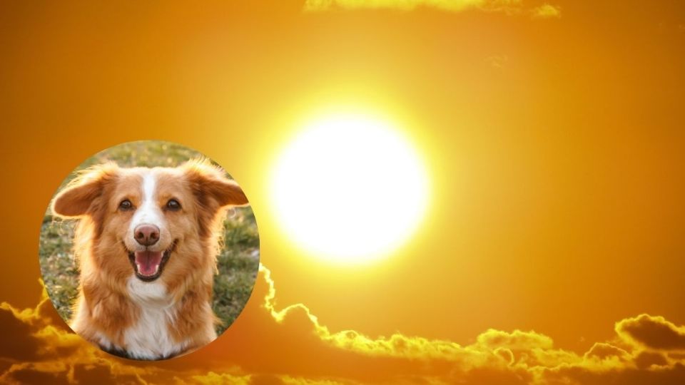 Si quieres saber qué razas de perro son más resistentes al calor, continúa leyendo para que sepas cuáles y por qué