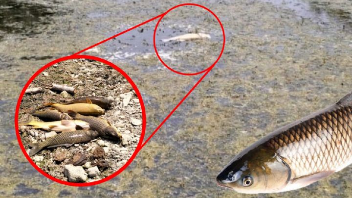 Reportan muerte masiva de peces en un río de Hidalgo