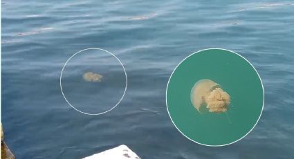 Graban medusa en el Malecón de Veracruz; aquí el video