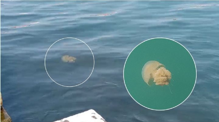 Graban medusa en el Malecón de Veracruz; aquí el video