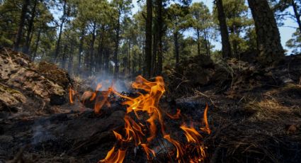 ¿Cuántos incendios forestales permanecen activos en Edomex?