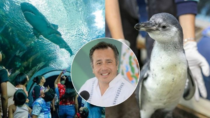 ¿Qué pasó con los animales desaparecidos del Acuario de Veracruz? Esto dijo Cuitláhuac García