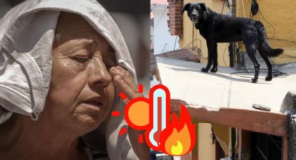 Ola de calor en Veracruz: Esto debes de saber para protegerte a ti y tu mascota