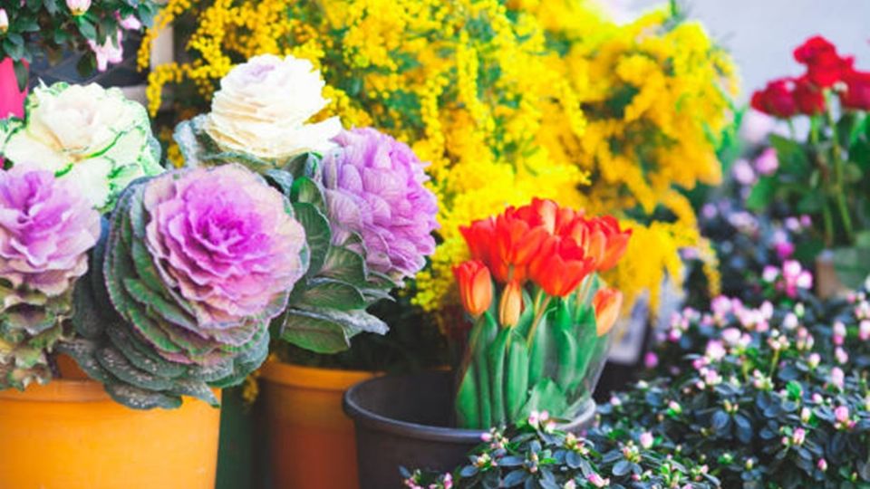 Día de las madres: 90 por ciento de las flores del 10 de mayo se cultivan en Edomex