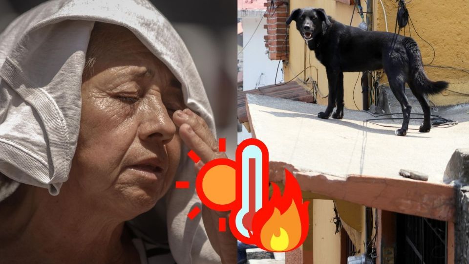 Ola de calor en Veracruz: Esto debes de saber para protegerte a ti y tu mascota