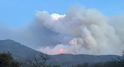 En peligro la Sierra Gorda de Guanajuato por incendio forestal, hogar del águila real