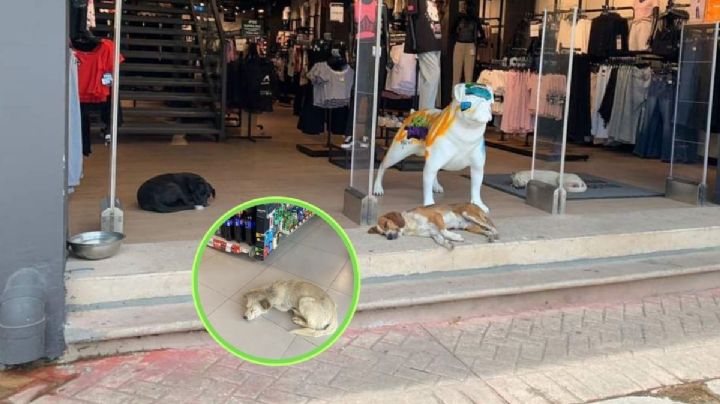 Cuidado con el Perro y negocios de Coatza dejan entrar a lomitos por ola de calor