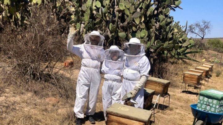 El Abejedario: Una dulce aventura sostenible en Hidalgo para proteger a las abejas y su entorno