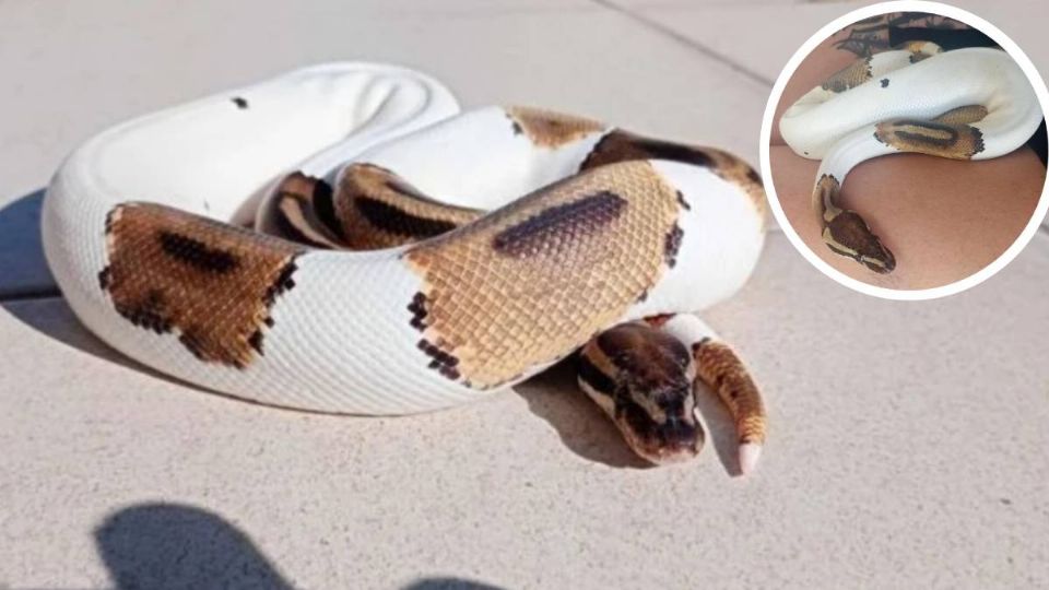 Piden ayuda para encontrar a serpiente pitó en La Floresta