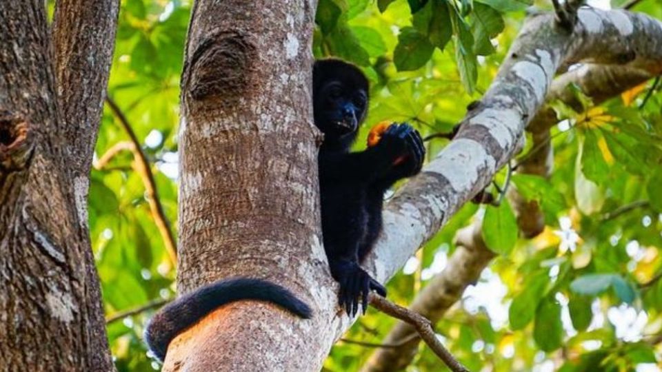 En Veracruz, hallan 3 monos aulladores sin vida y liberan a uno en Hueyapan