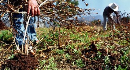 Producción agroalimentaria de México caerá un 1.9 % en 2024 por la crisis climática