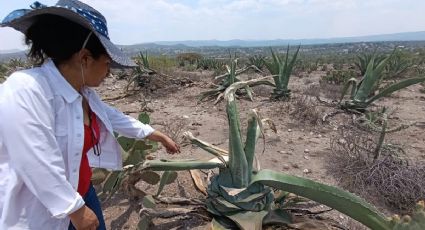 Agricultura promete ayudar a productores de Tlaxiaca afectados por depredación de magueyes