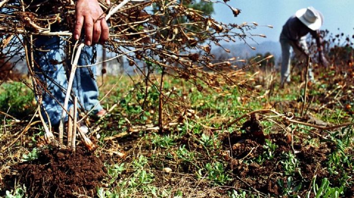 Producción agroalimentaria de México caerá un 1.9 % en 2024 por la crisis climática