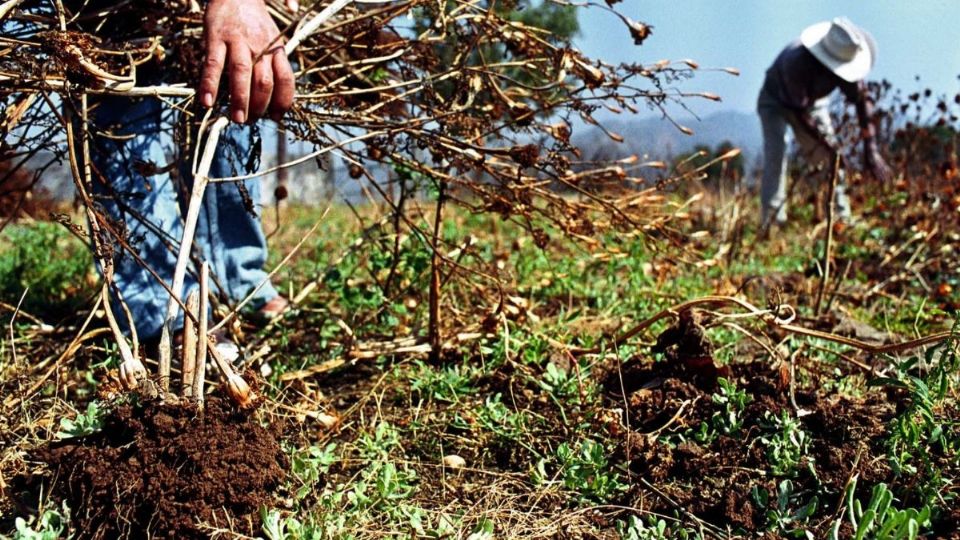 Producción agroalimentaria de México caerá un 1.9 % en 2024
