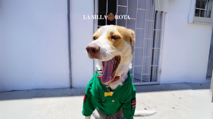 De las calles a TikTok: Mailo, el perrito gasolinero de Oaxaca