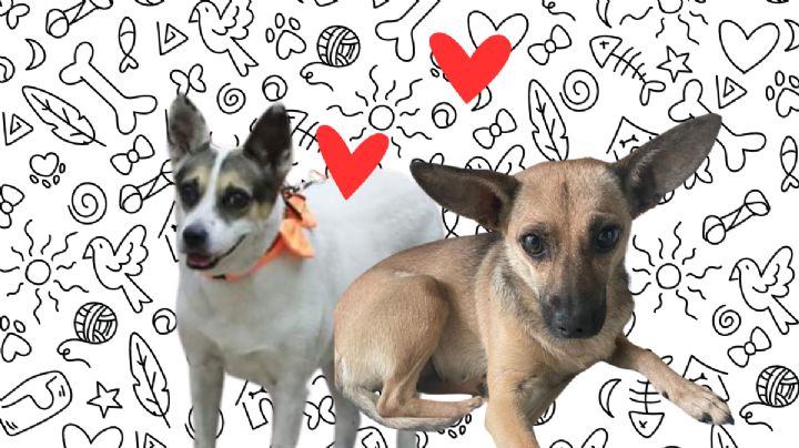 Perrucha y Ardillita: su historia para ser adoptadas por el Congreso de Tamaulipas