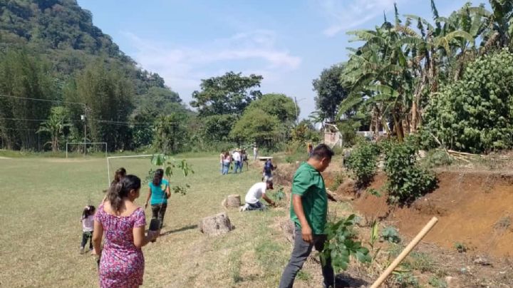 Este es el número de árboles que se espera plantar en primarias de Córdoba