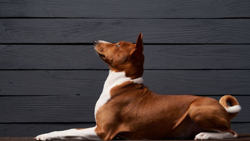 Si estás en busca de un perro que no provoque alergias y sea tranquilo, esta raza de perro es ideal para ti