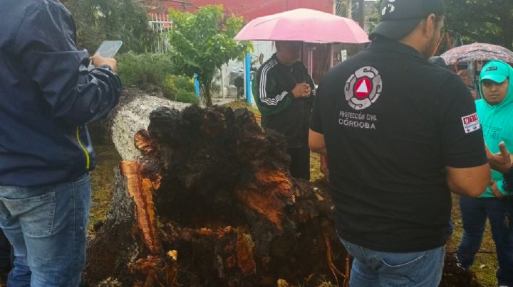 Tras intensa lluvia se reportan árboles caídos en Córdoba, checa las colonias afectadas