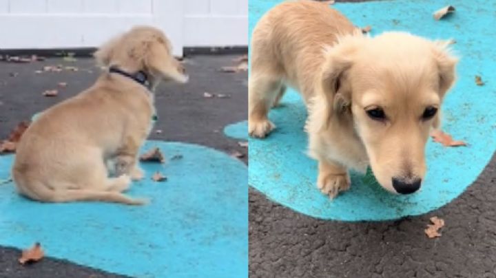 Así es la "nueva raza de perro" que llegaría a todo el mundo; es pequeño y se adapta a culquier espacio