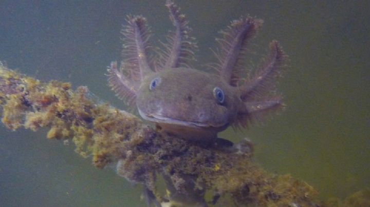 Víctor Ávila Akerberg: “tristemente casi todos los ajolotes tienen una categoría de riesgo”