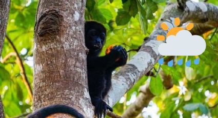 Tras lluvias, se estabiliza alerta contra monos aulladores en el sur de Veracruz