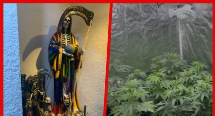 Hallan altar a la "Santa Muerte" e invernadero de marihuana en Coyoacán