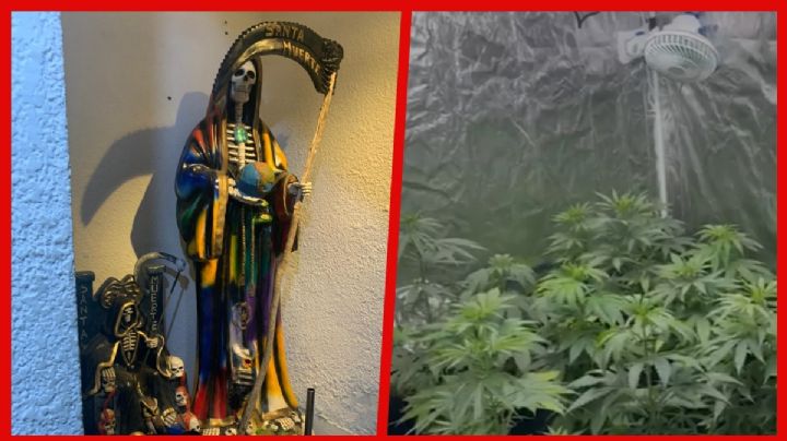 Hallan altar a la "Santa Muerte" e invernadero de marihuana en Coyoacán