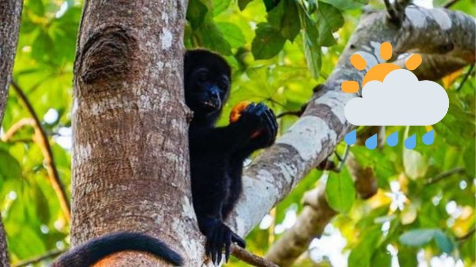 Tras lluvias, se estabiliza alerta contra monos aulladores en el sur de Veracruz