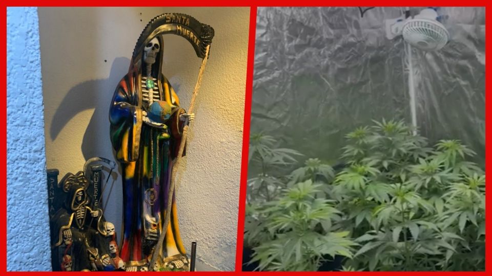 Durante un cateo en Coyoacán, las autoridades hallaron un altar a la 'Santa Muerte' y un invernadero para el cultivo de marihuana