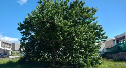 El cazahuate, el árbol nativo de Guanajuato que embellece las ciudades y soporta el calor