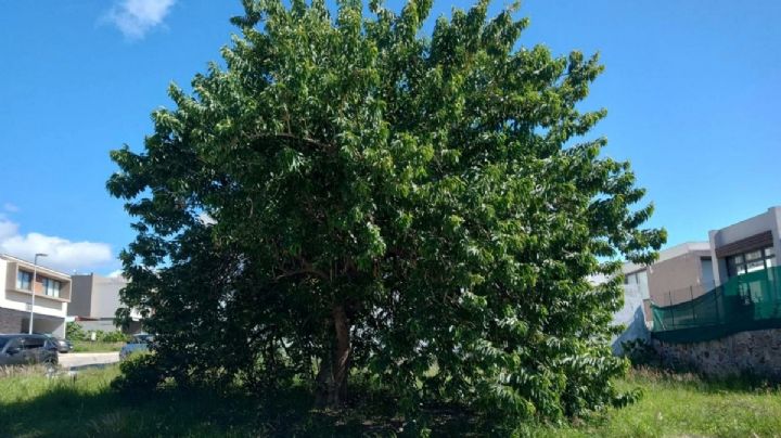 El cazahuate, el árbol nativo de Guanajuato que embellece las ciudades y soporta el calor