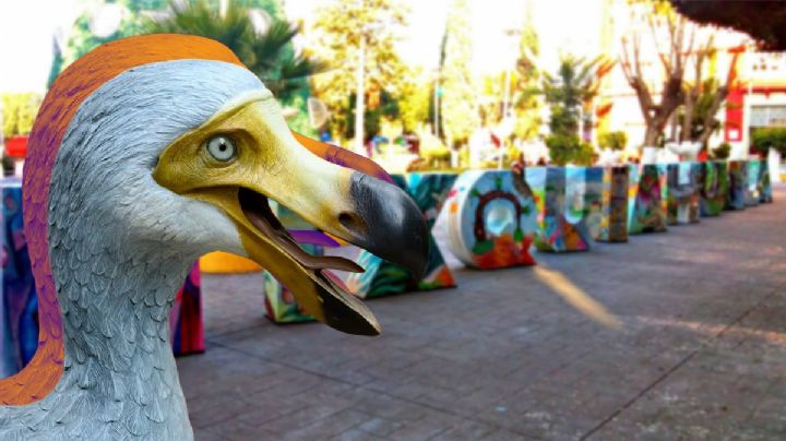 Aparece un “Dodo” en Mixquiahuala; ya van 5 animales exóticos encontrados
