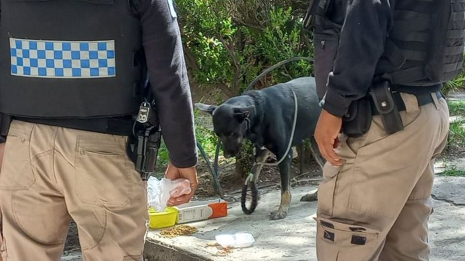 Internauta adoptó a perrita abandonada fuera de la estación del Metro Tlatelolco