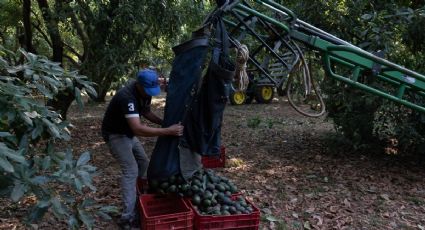 Envíos de aguacate a EU, hasta que haya seguridad, advierte embajador